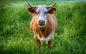 bull, cow, animal-2438032.jpg